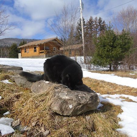 Cajun Cedar Log Cottages Margaree Forks Exterior foto